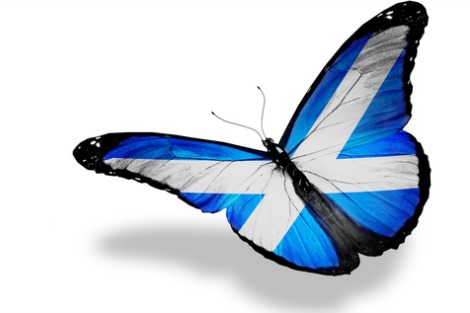Butterfly with the colours of the Scottish flag on its wings