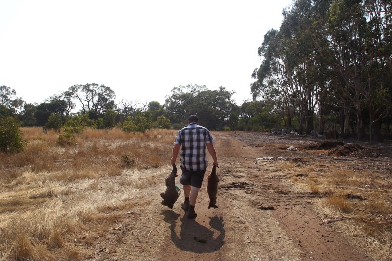 Sam Mitchell, owner of the Kangaroo Island Wildlife Park in the Parndana region, carries a dead koala and kangaroo to a mass grave site on 8 January 2020. (Photo by Lisa Maree Williams/Getty Images)