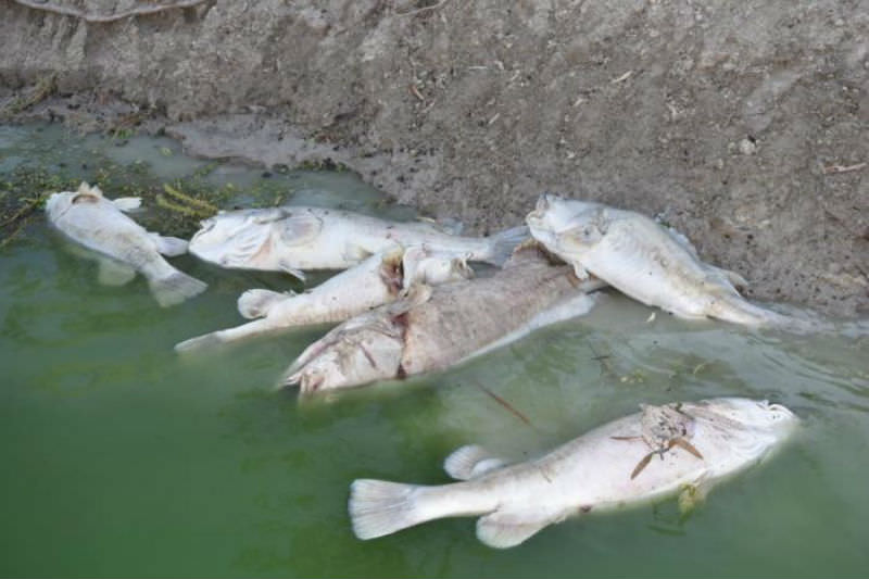Dead fish in the Darling River