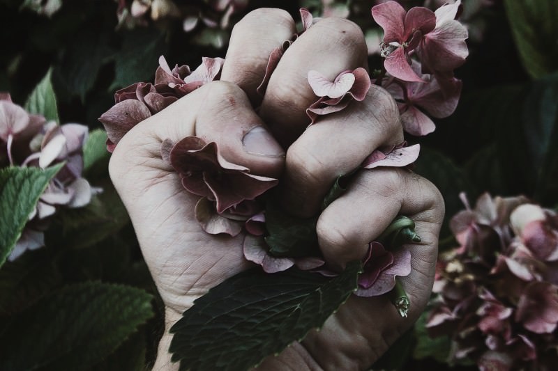 Hand crushing flowers (Silas Zindel / EyeEm)