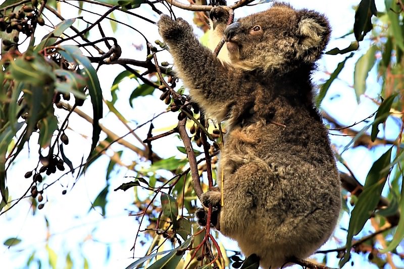 Koala in a tree on Kangaroo Island. (Photo by Catherine Marshall)