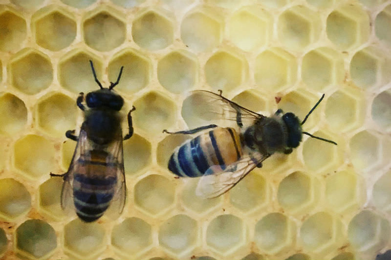 Ligurian bees at Island beehive by Monika Lancucki