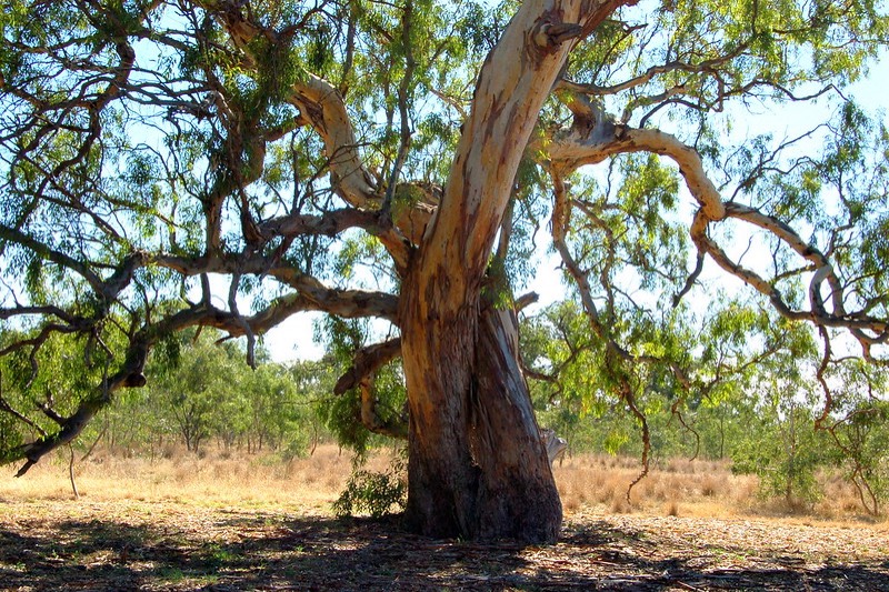  River red gum at Mt Ridley reserve in Craigieburn (Elizabeth Donoghue/Flickr) 