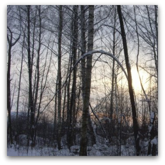 View of forest at Yaroslavl. Photo by Ben Coleridge