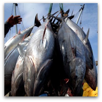 Bigeye Tuna catch