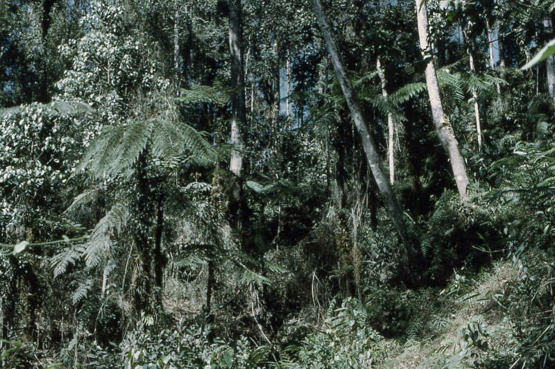 PNG jungle