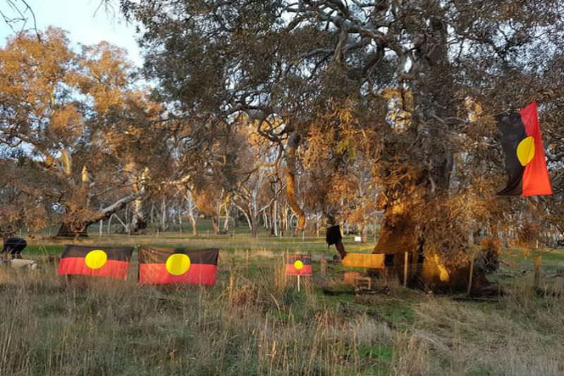 Mob from across Victoria protest the removal of sacred Djap Wurrung trees. (SBS)